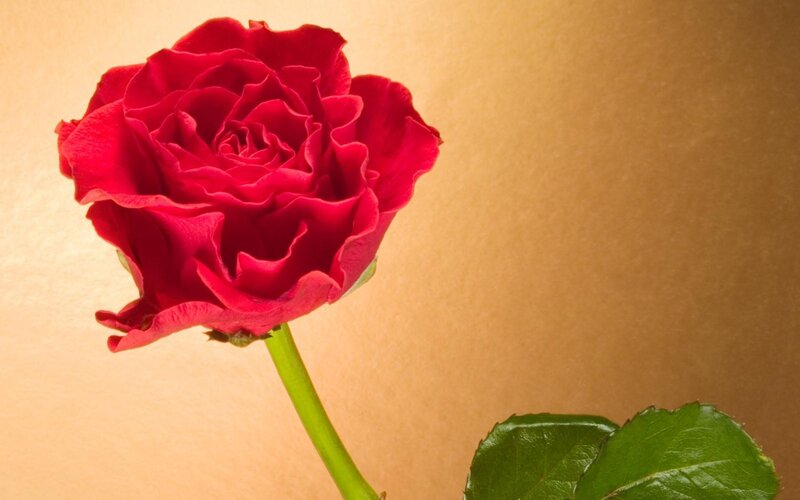 Red Rose Flower — Brown
