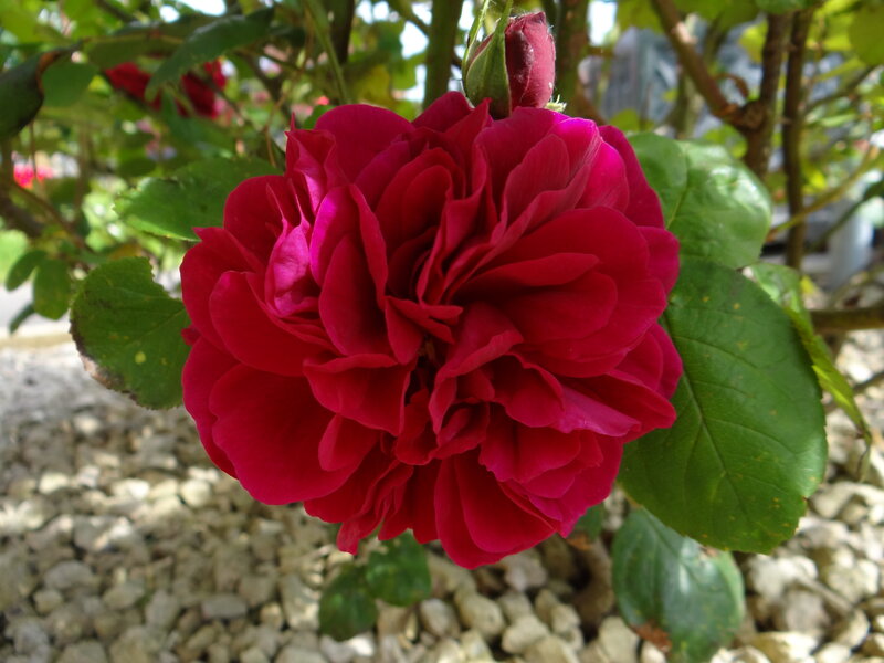 Red Rose Flower — Calm, Afternoon, Photograph, Bud, Leaves