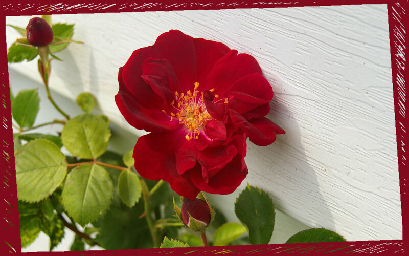 Red Rose Flower — Calm, Afternoon, Photograph, Bud