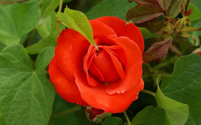 Red Rose Flower — Calm, Afternoon, Photograph, Green Leaves, Bud, Green