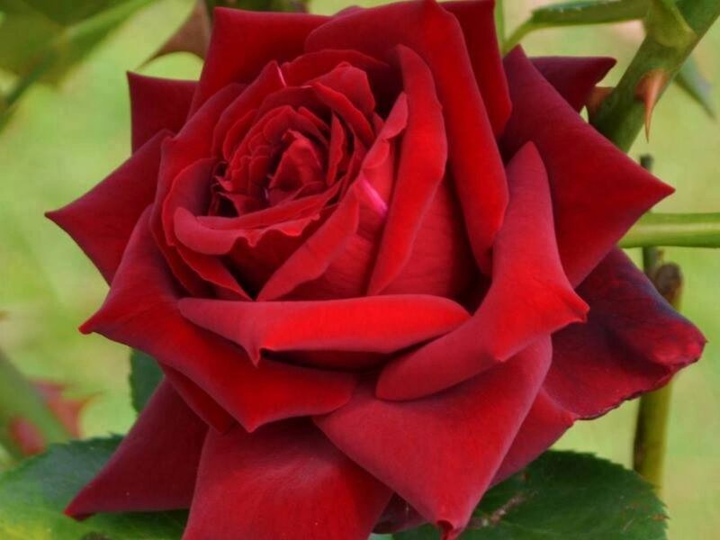 Red Rose Flower — Calm, Afternoon, Photograph, Green Leaves, Stem