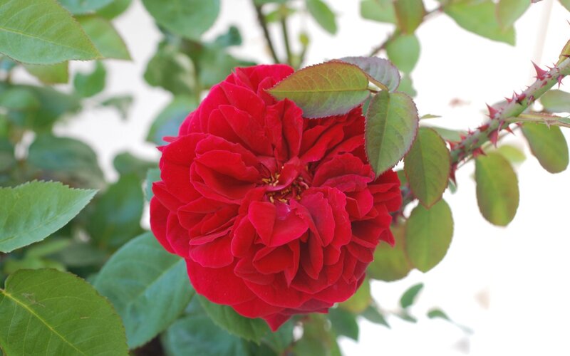 Red Rose Flower — Calm, Afternoon, Photograph, Green Leaves, Thorny Stem