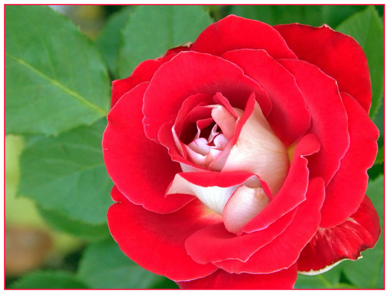 Red Rose Flower — Calm, Afternoon, Photograph, Green Leaves