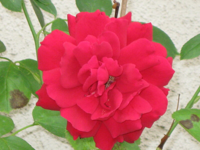 Red Rose Flower — Calm, Afternoon, Photograph, Green Leaves, Wall