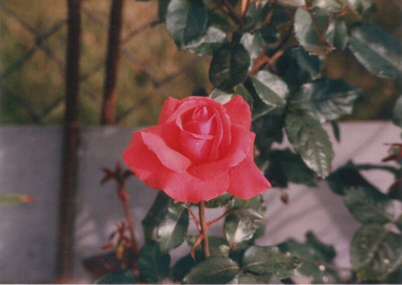 Red Rose Flower — Calm, Afternoon, Photograph, Leaves