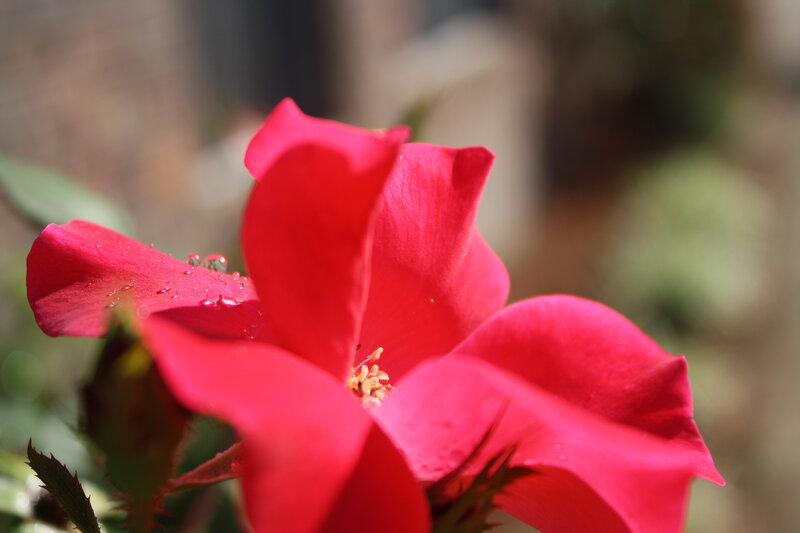 Red Rose Flower — Calm, Afternoon, Photograph, Petals, Stamen