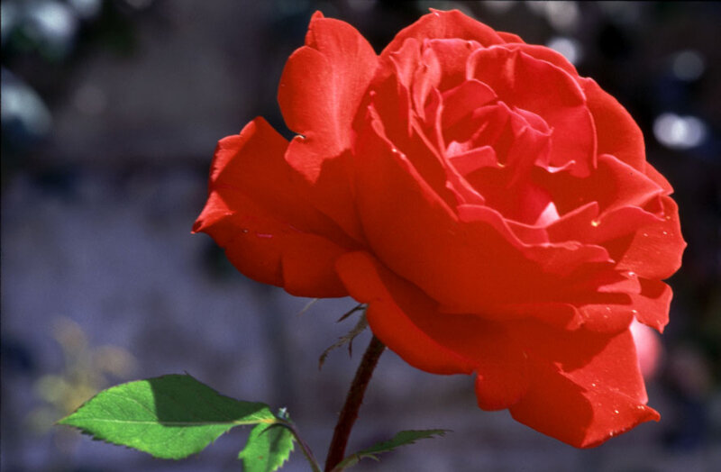 Red Rose Flower — Calm, Afternoon, Photograph, Stem