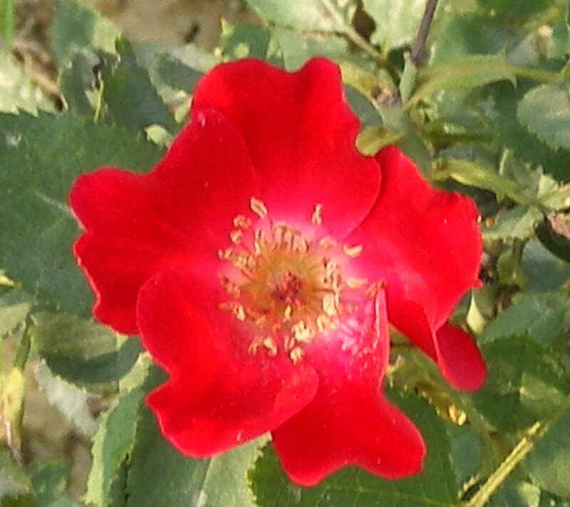 Red Rose Flower — Calm, Afternoon, Photograph