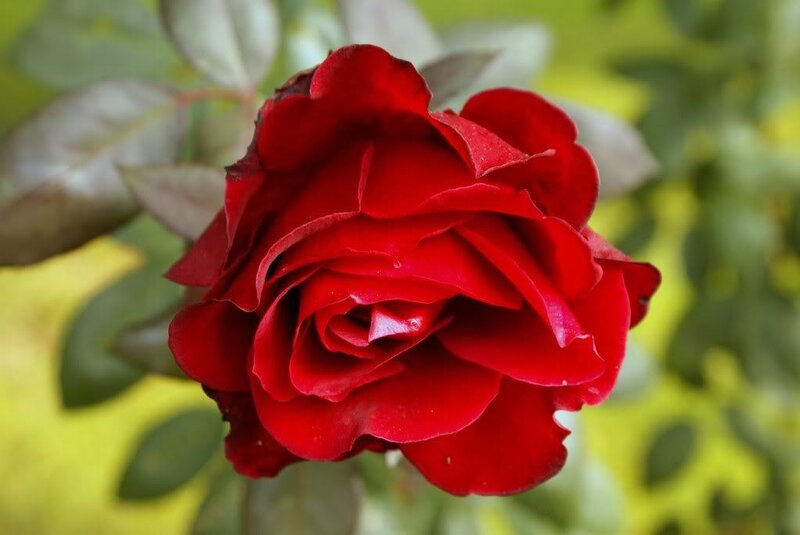Red Rose Flower — Calm, Afternoon