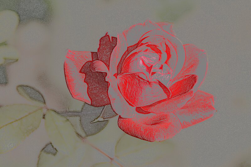 Red Rose Flower — Calm, Illustration, Leaf