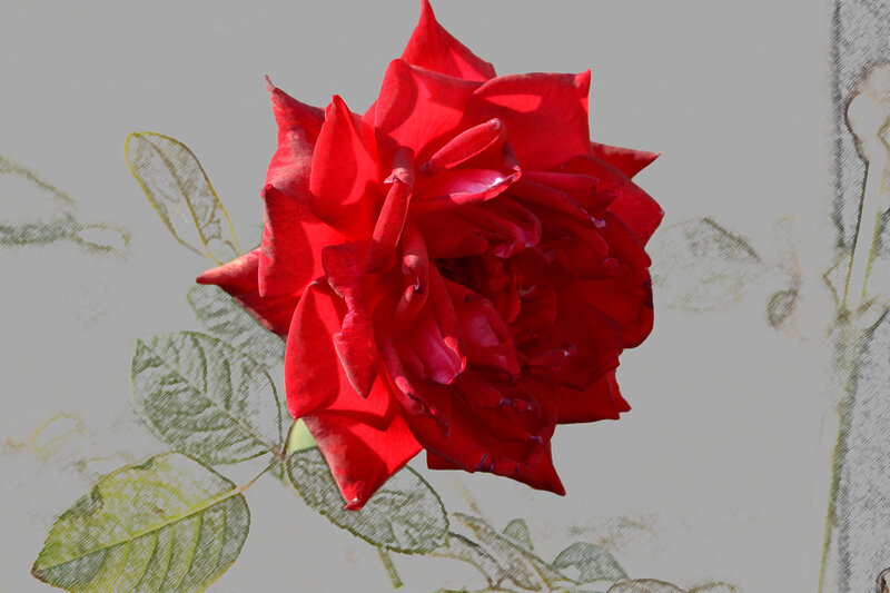 Red Rose Flower — Calm, Illustration, Leaves