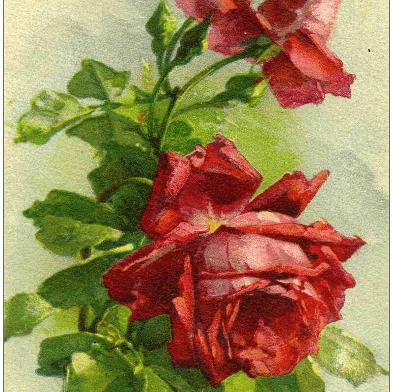 Red Rose Flower — Calm, Illustration