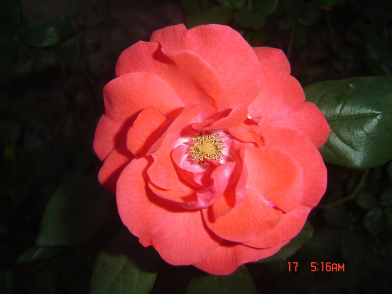 Red Rose Flower — Calm, Morning