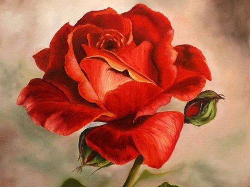 Red Rose Flower — Calm, Painting, Bud