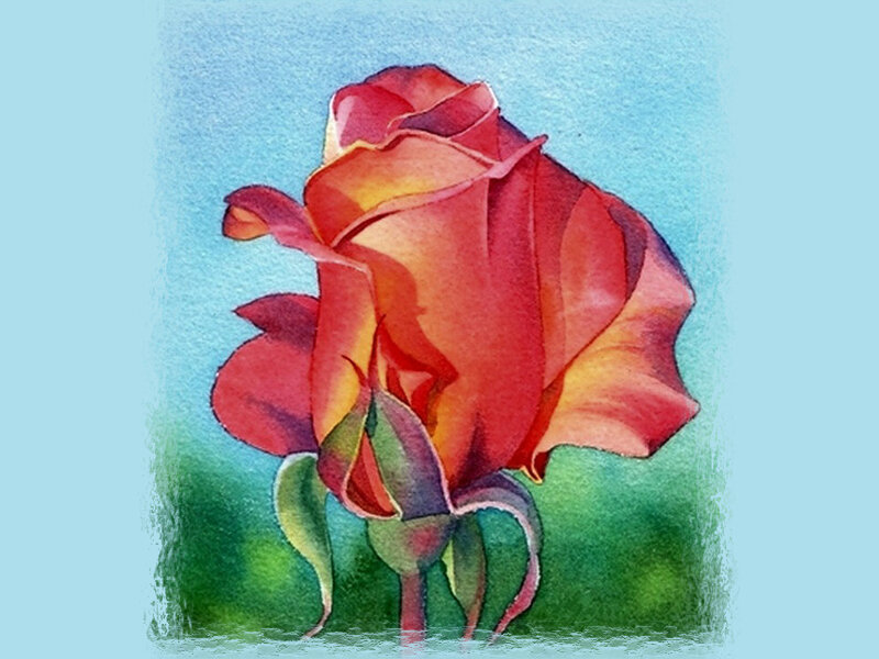 Red Rose Flower — Calm, Painting, Petals