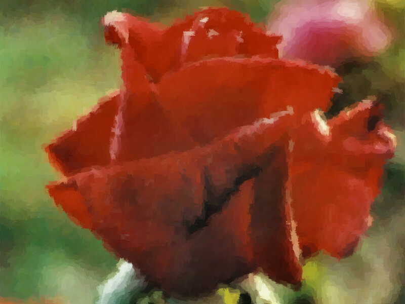 Red Rose Flower — Calm, Painting