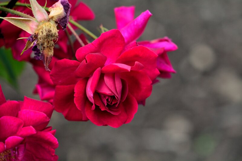 Red Rose Flower — Calm, Photograph, Bud