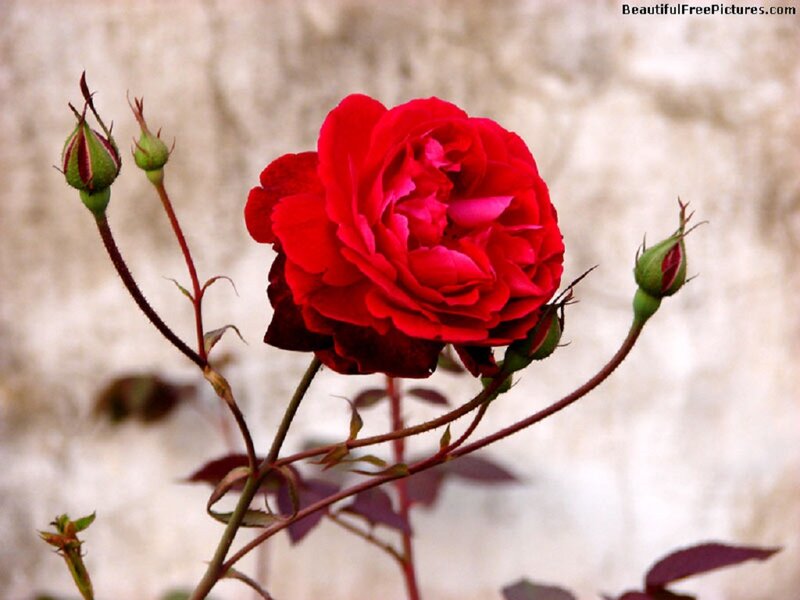 Red Rose Flower — Calm, Photograph, Buds
