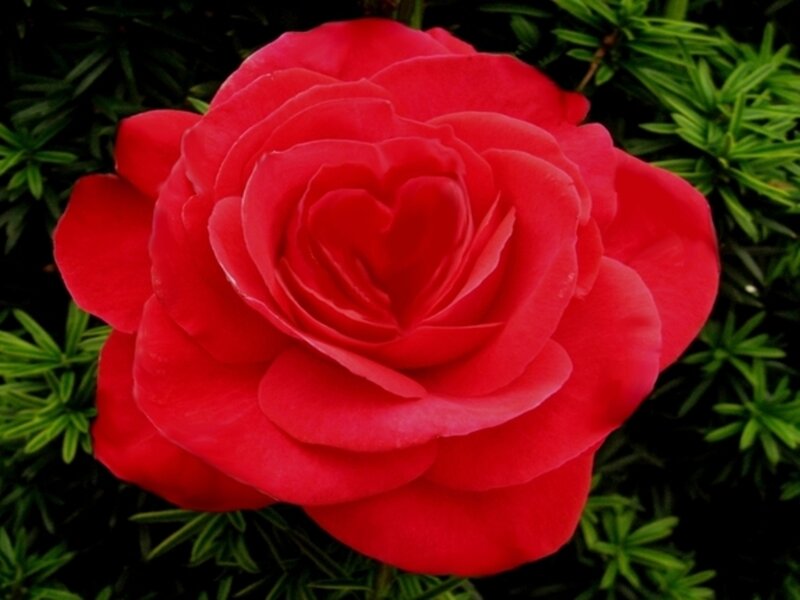 Red Rose Flower — Calm, Photograph, Green Foliage