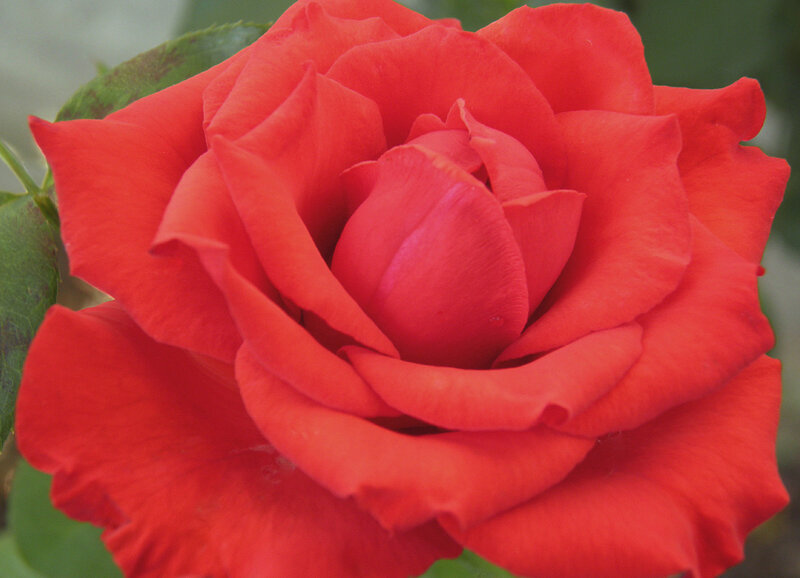 Red Rose Flower — Calm, Photograph, Green Leaf