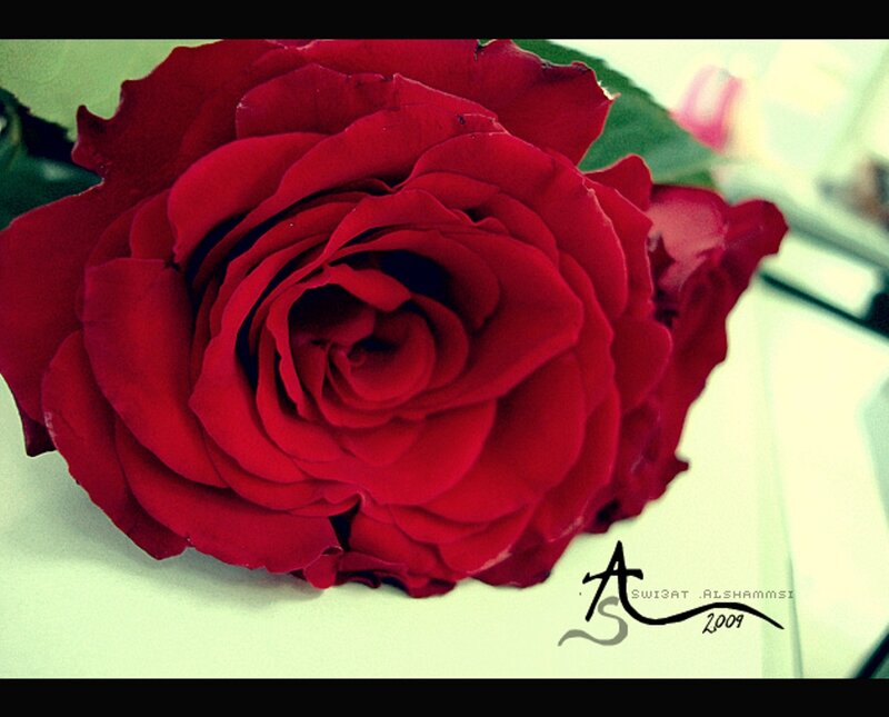 Red Rose Flower — Calm, Photograph, Green Leaf, White Surface