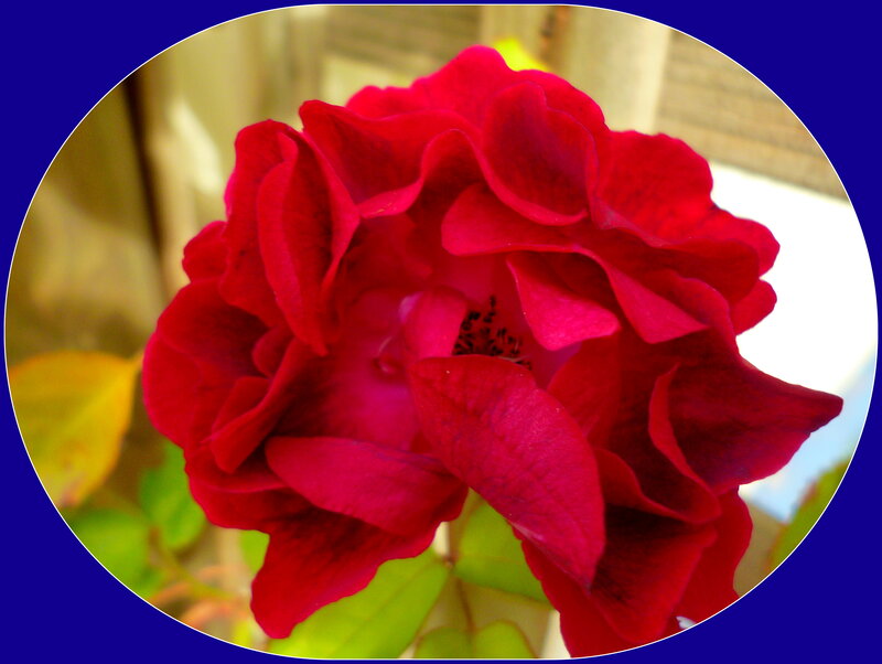 Red Rose Flower — Calm, Photograph, Green Leaves, Blue Border