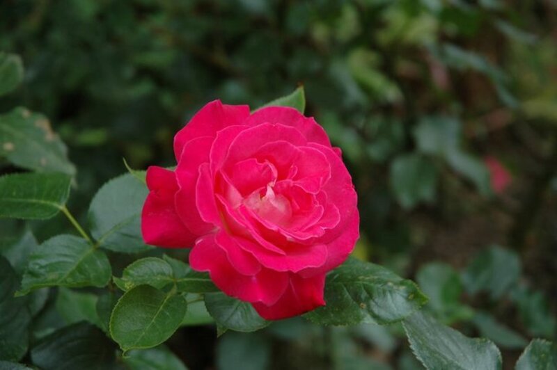 Red Rose Flower — Calm, Photograph, Green Leaves, Bush