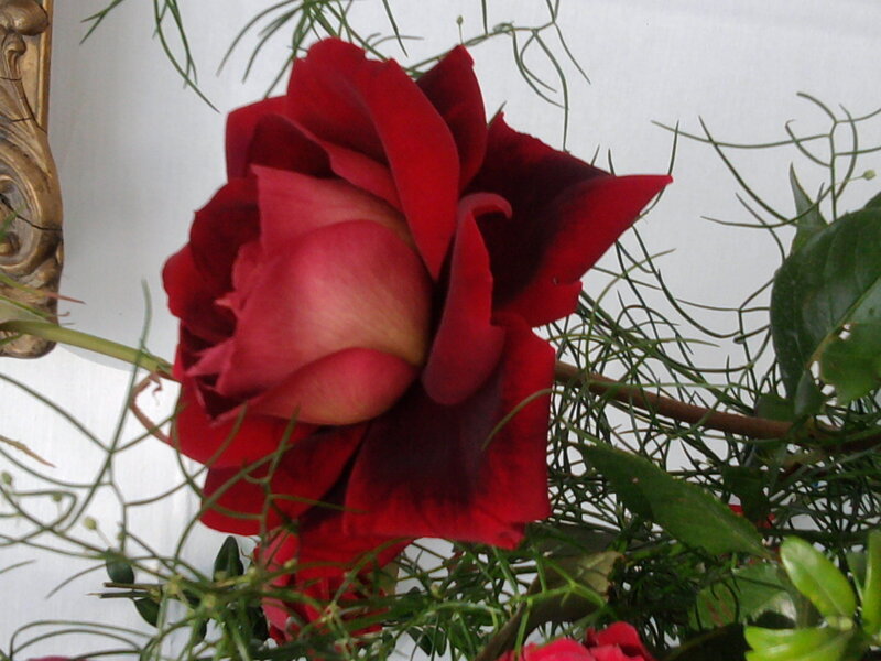 Red Rose Flower — Calm, Photograph, Green Leaves, Flower Stem