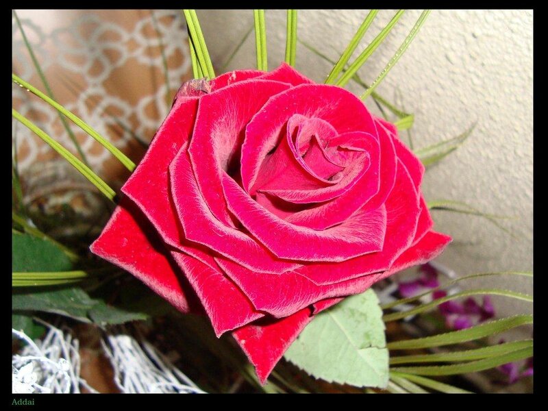 Red Rose Flower — Calm, Photograph, Green Leaves, Grass-like Stems