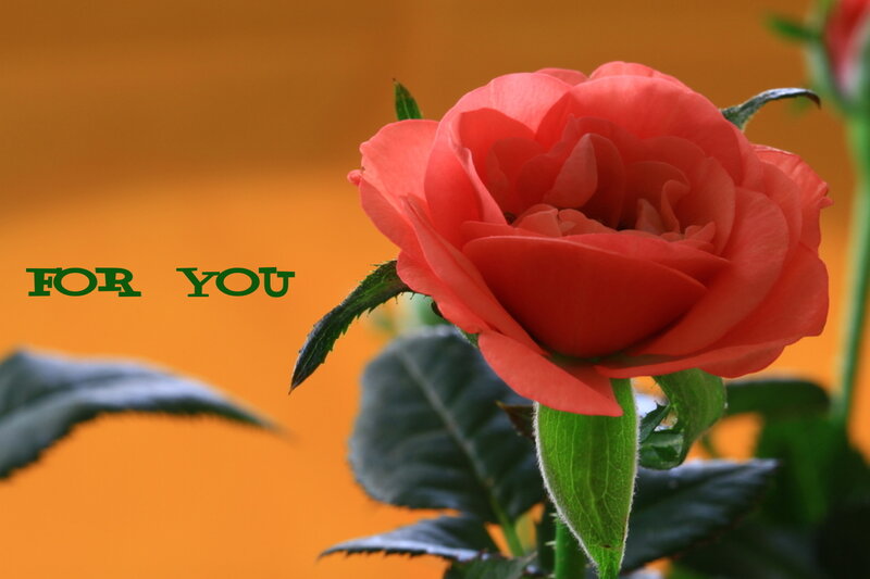 Red Rose Flower — Calm, Photograph, Green Leaves, Orange Background