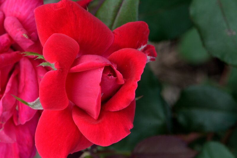 Red Rose Flower — Calm, Photograph, Green Leaves, Petals
