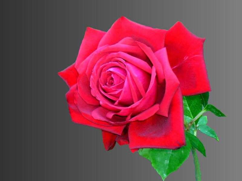 Red Rose Flower — Calm, Photograph, Green Leaves, Stem, Green