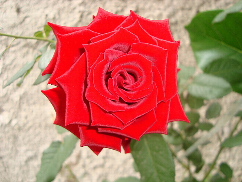 Red Rose Flower — Calm, Photograph, Green Leaves, Stem, Wall