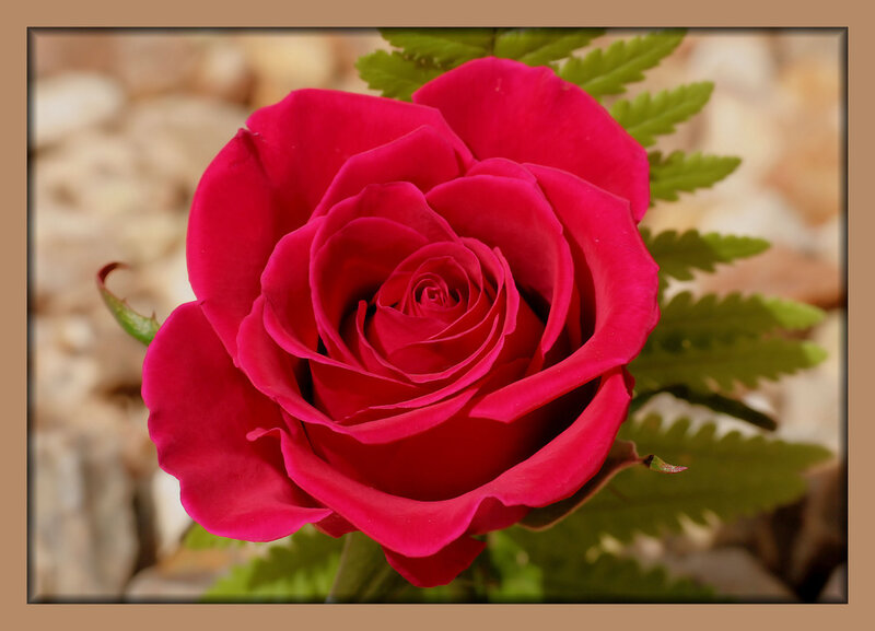 Red Rose Flower — Calm, Photograph, Green Leaves, Stone