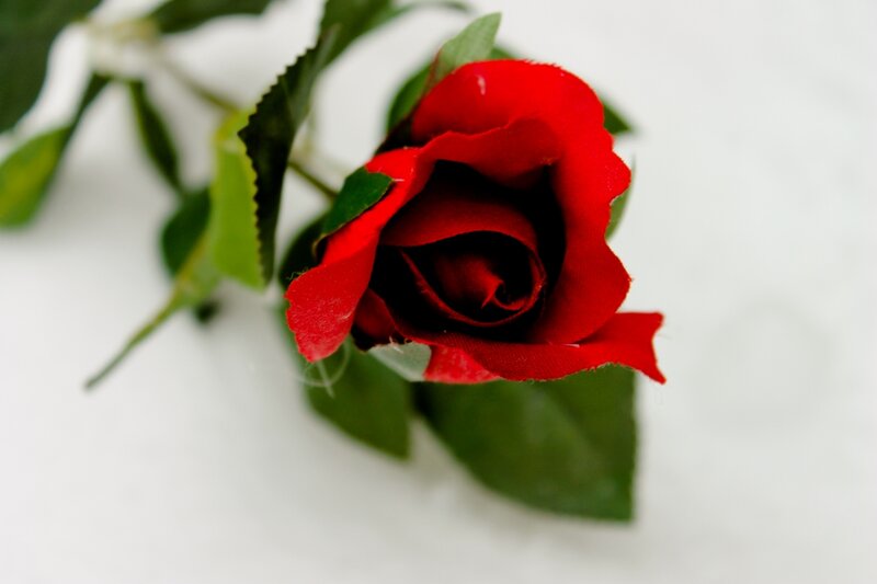 Red Rose Flower — Calm, Photograph, Green Leaves, White Background