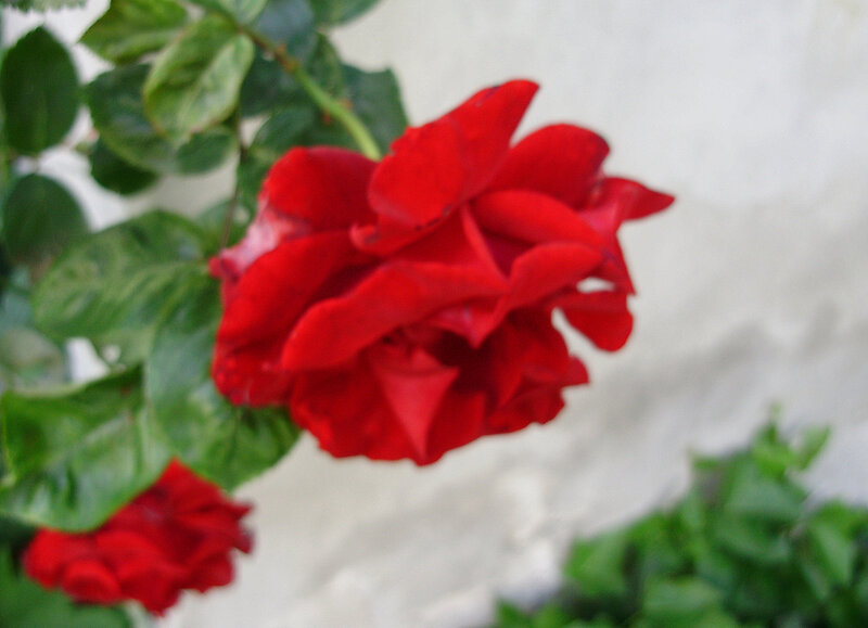 Red Rose Flower — Calm, Photograph, Green Leaves, White Wall