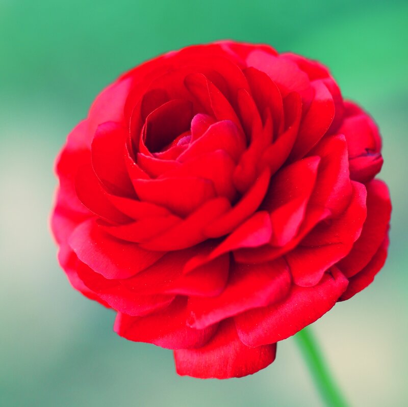 Red Rose Flower — Calm, Photograph, Green Stem, Blurred Background