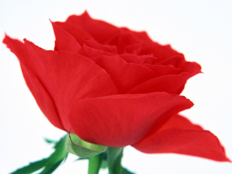 Red Rose Flower — Calm, Photograph, Green Stem, Leaf