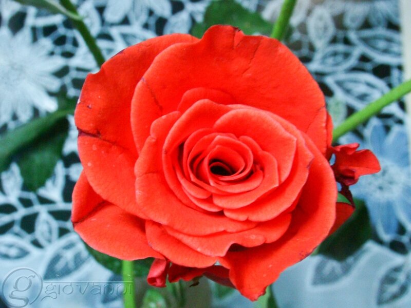 Red Rose Flower — Calm, Photograph, Green Stem