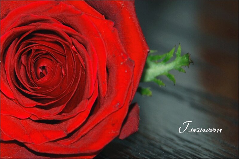 Red Rose Flower — Calm, Photograph, Green Stem, Wooden Surface