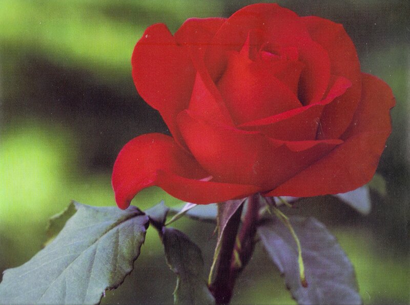 Red Rose Flower — Calm, Photograph, Leaf, Stem