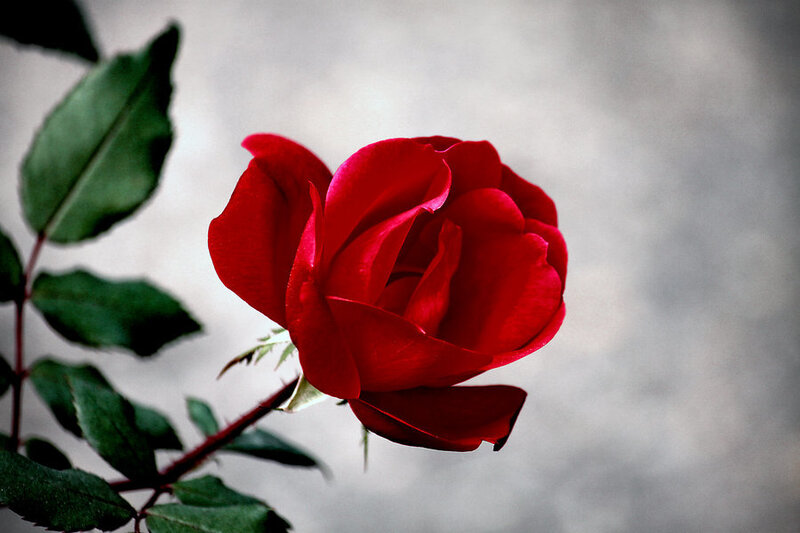 Red Rose Flower — Calm, Photograph, Leaf