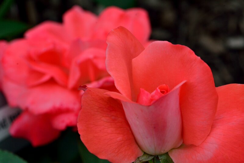 Red Rose Flower — Calm, Photograph, Petal