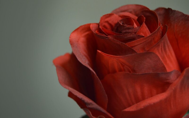 Red Rose Flower — Calm, Photograph, Petals, Background