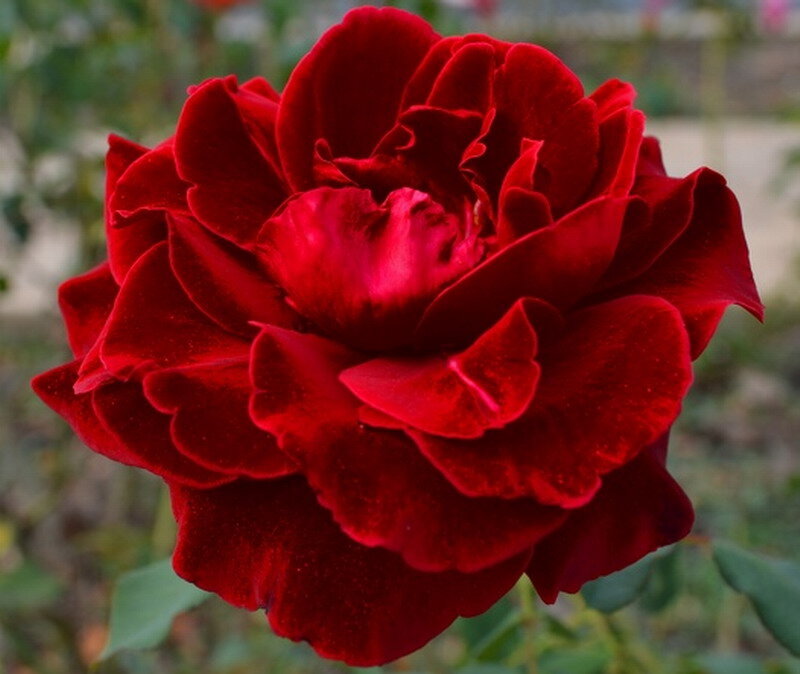 Red Rose Flower — Calm, Photograph, Petals, Green Leaves