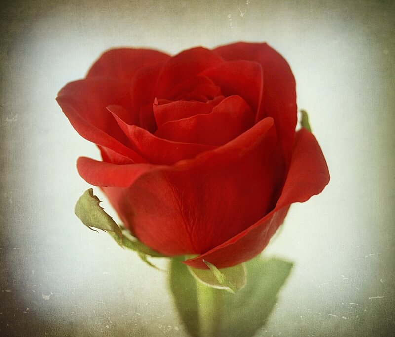Red Rose Flower — Calm, Photograph, Petals, Stem