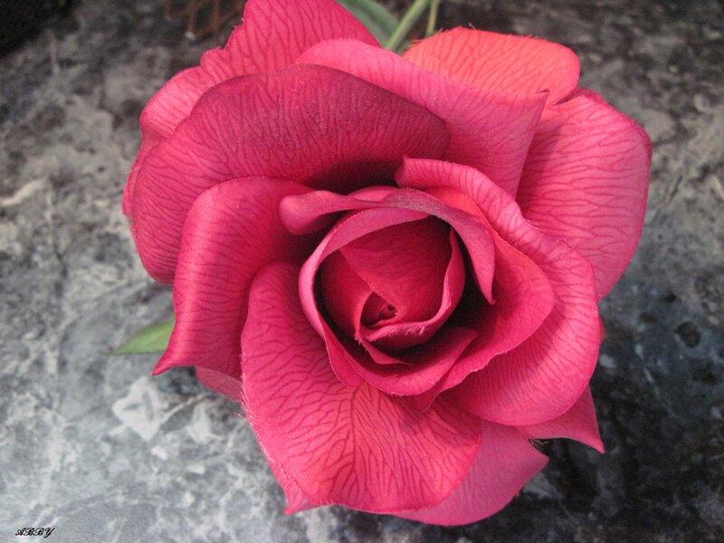 Red Rose Flower — Calm, Photograph, Petals, Stone Surface