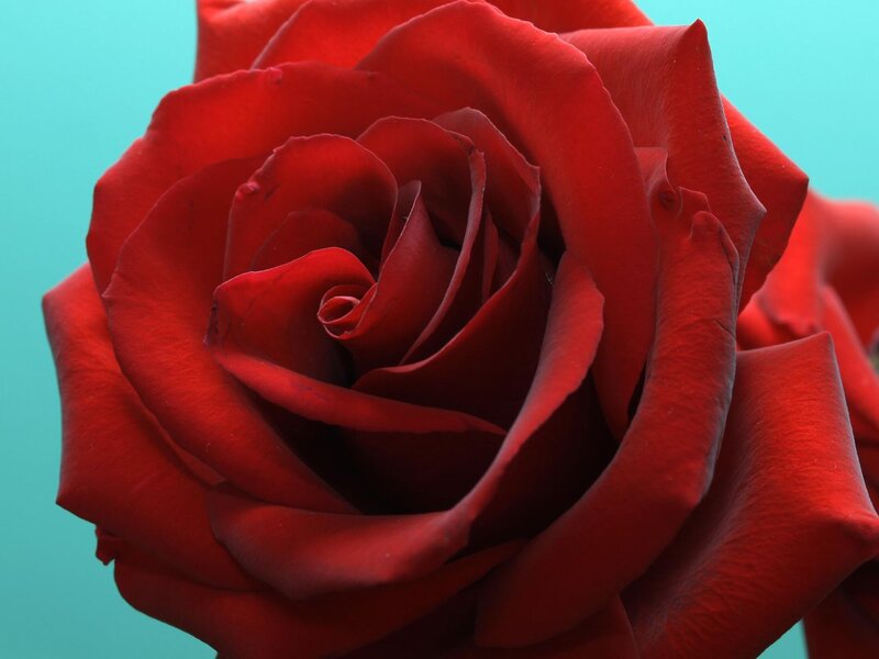 Red Rose Flower — Calm, Photograph, Petals, Teal Background