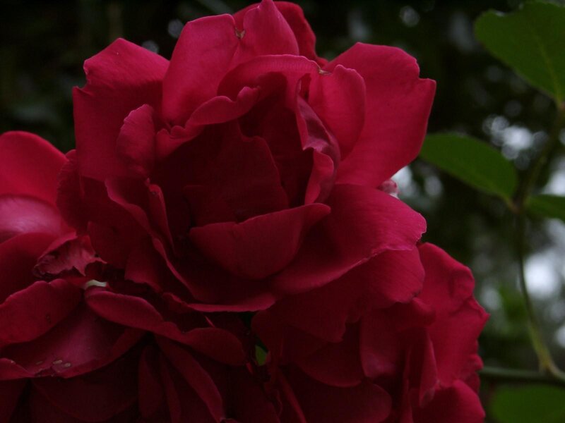 Red Rose Flower — Calm, Photograph, Petals