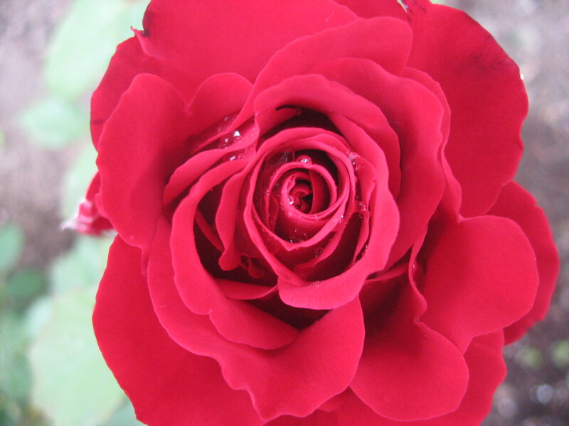 Red Rose Flower — Calm, Photograph, Petals, Water Droplets